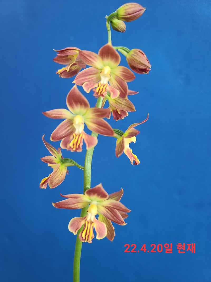 22-20 일본새우란