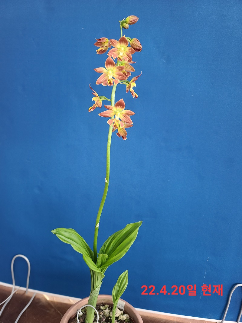22-20 일본새우란