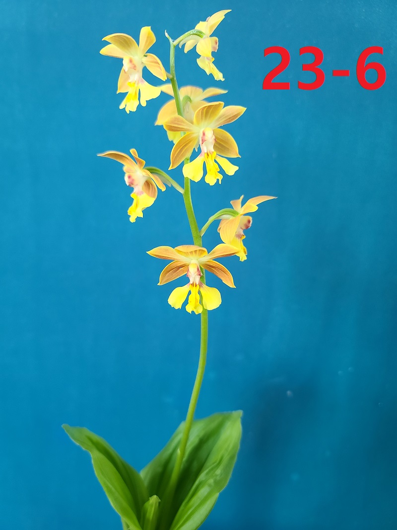 23-6 한라새우란