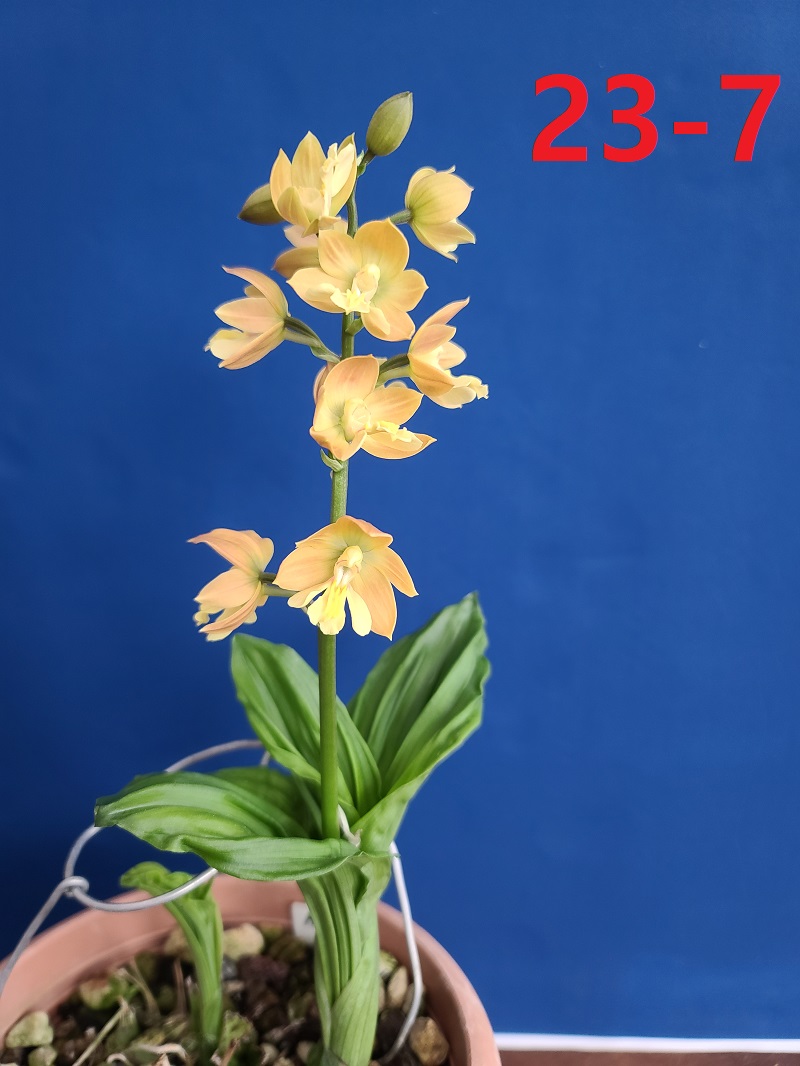 23-7 일본새우란