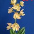 23-7 일본새우란