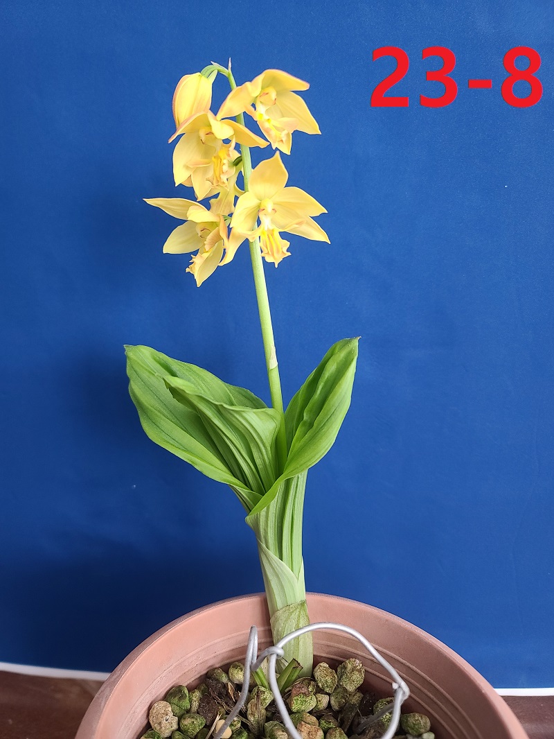 23-8 일본새우란