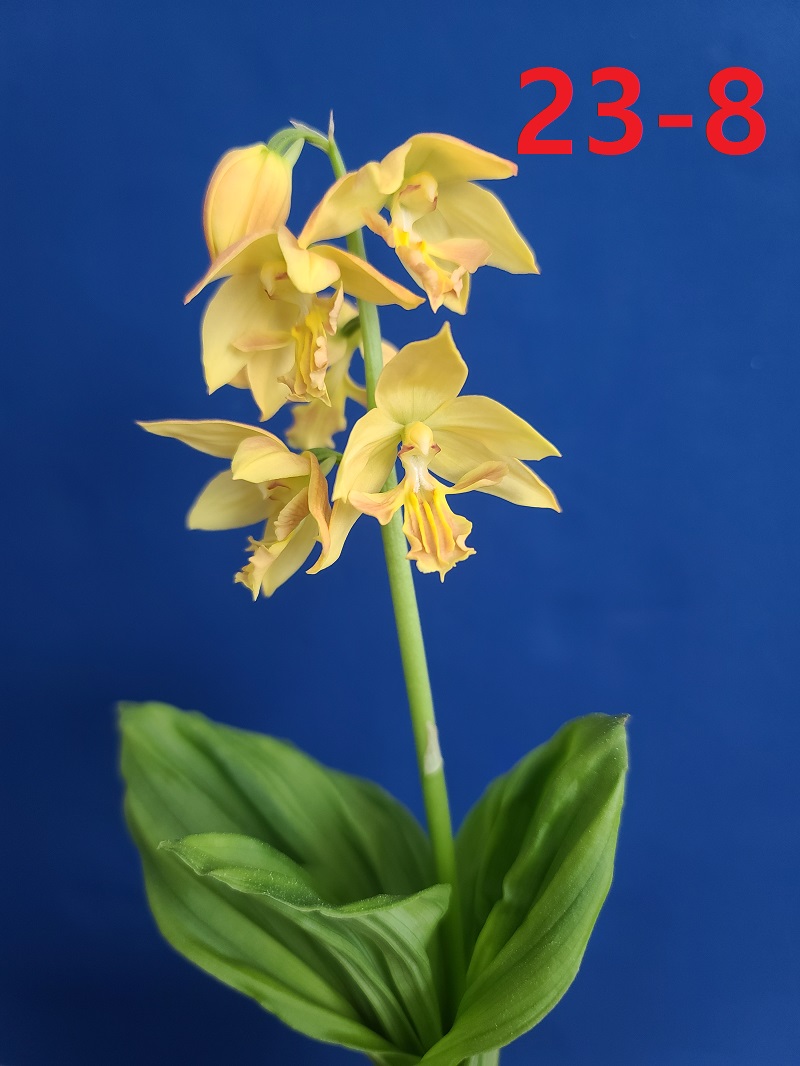 23-8 일본새우란