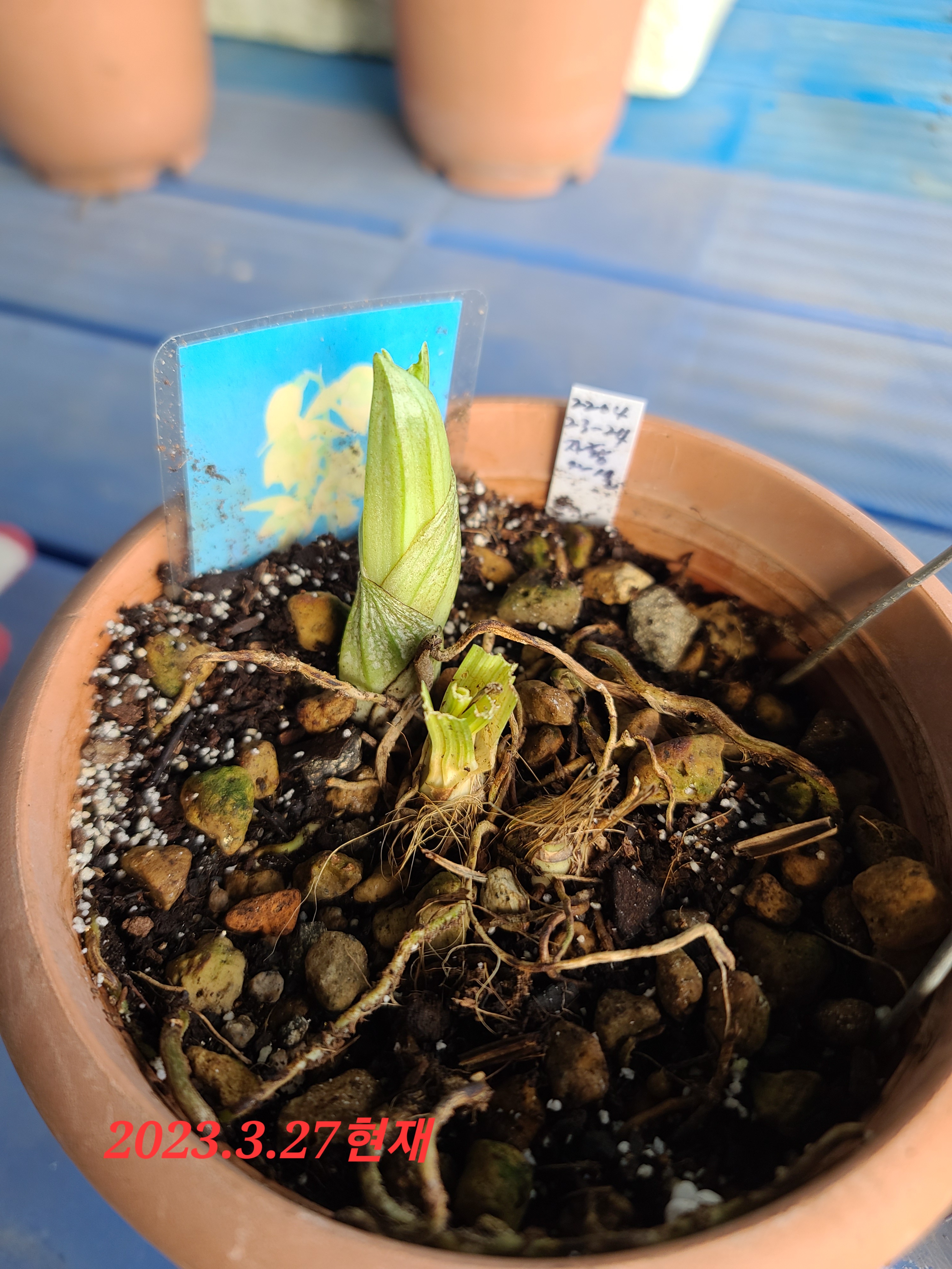 23-8 일본새우란