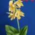23-8 일본새우란