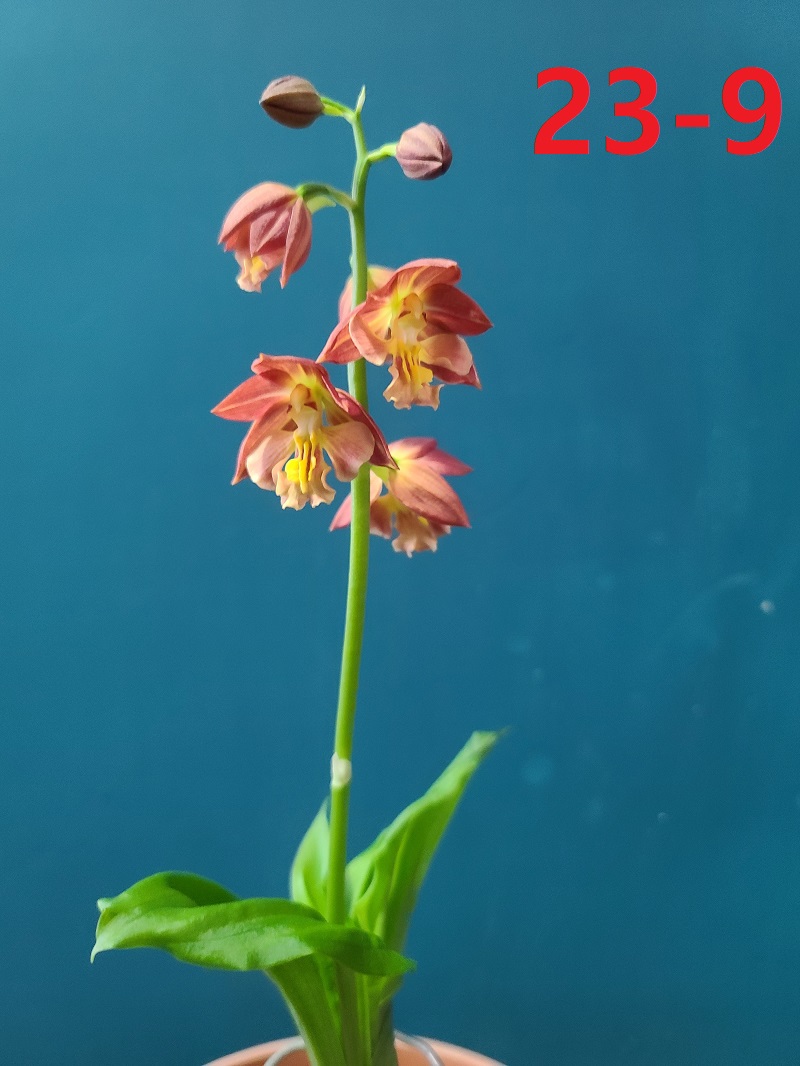 23-9 홍판홍설 일본새우란