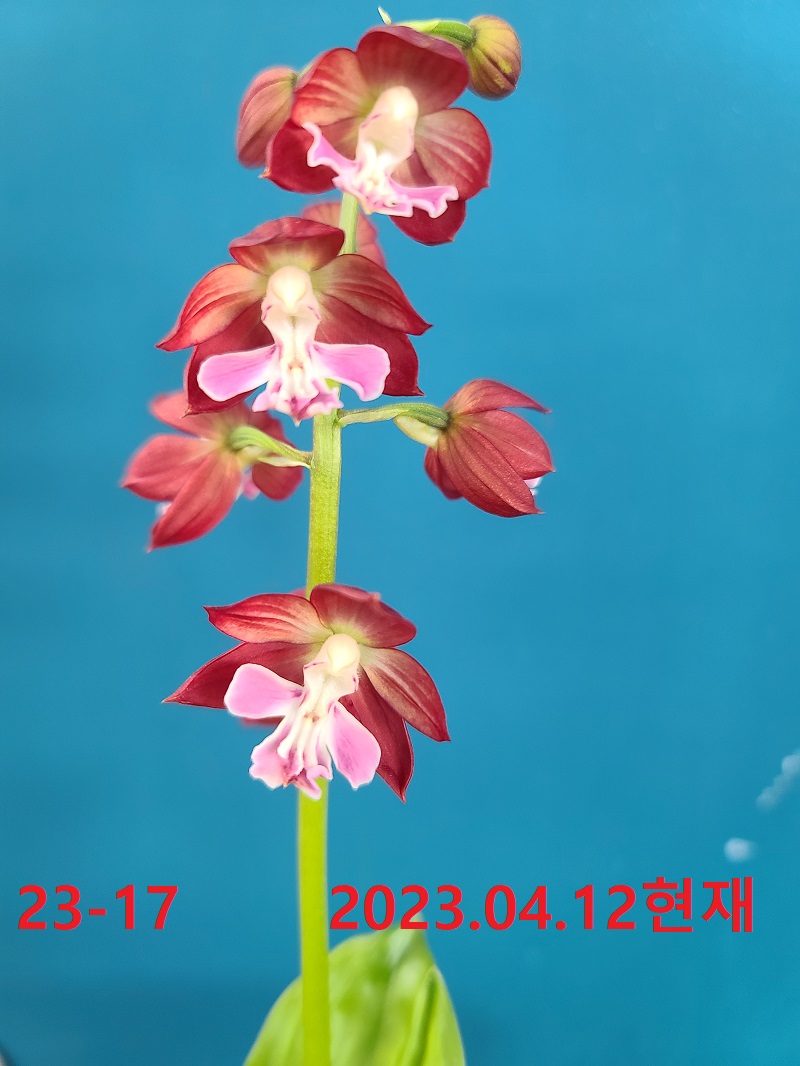 23-17 일본 색설새우란