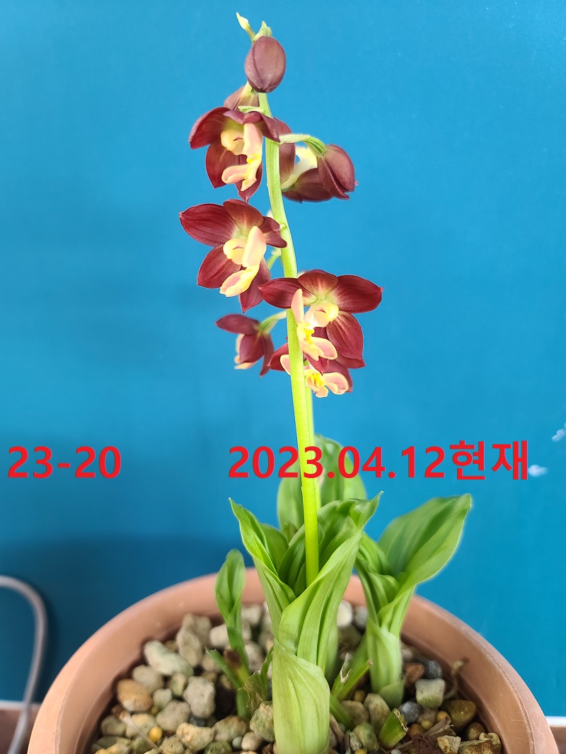 23-20 일본새우란