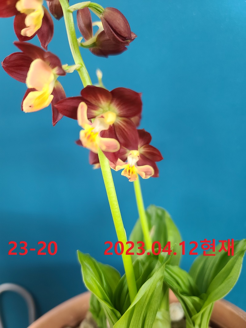 23-20 일본새우란