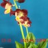 23-20 일본새우란
