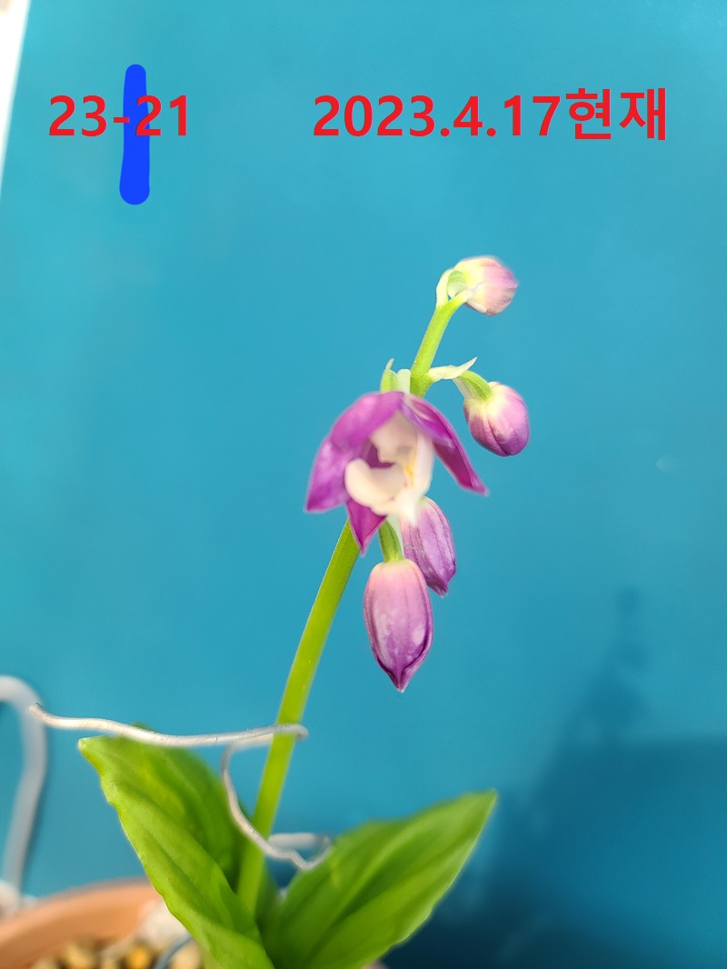 23-21 니오이 일본새우란