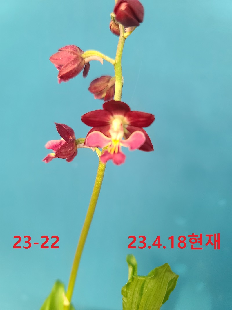23-22 적판색설 일본새우란