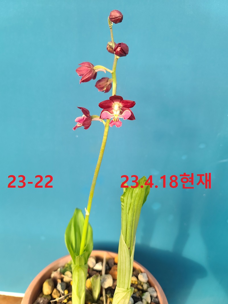 23-22 적판색설 일본새우란