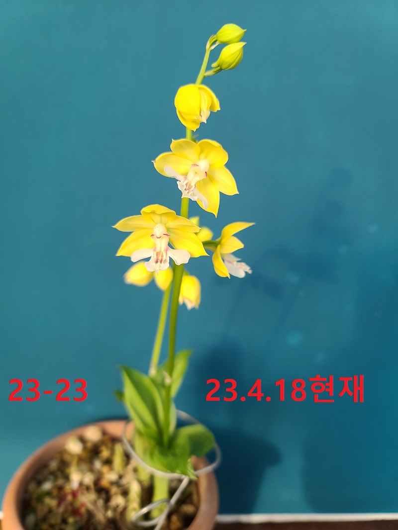 23-23 황판백설 일본새우란