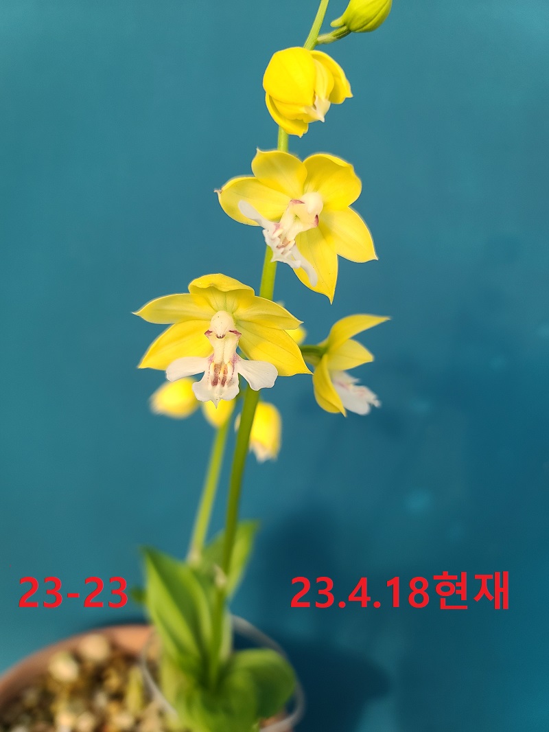 23-23 황판백설 일본새우란