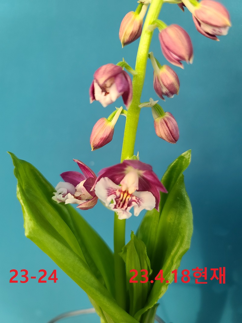 23-24 보라색 일본새우란