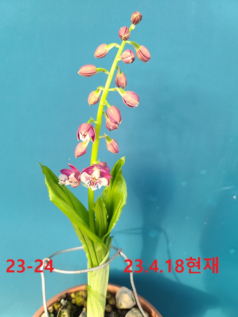 23-24 보라색 일본새우란