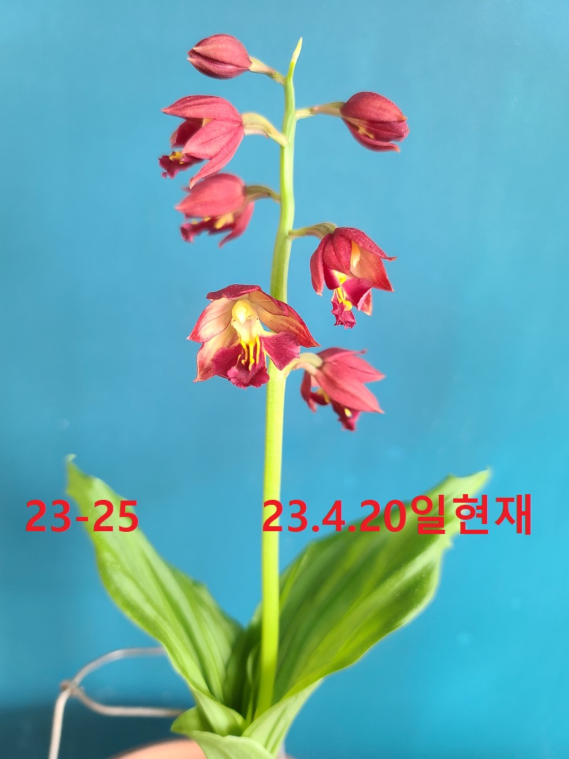 23-25 적판적설 일본새우란