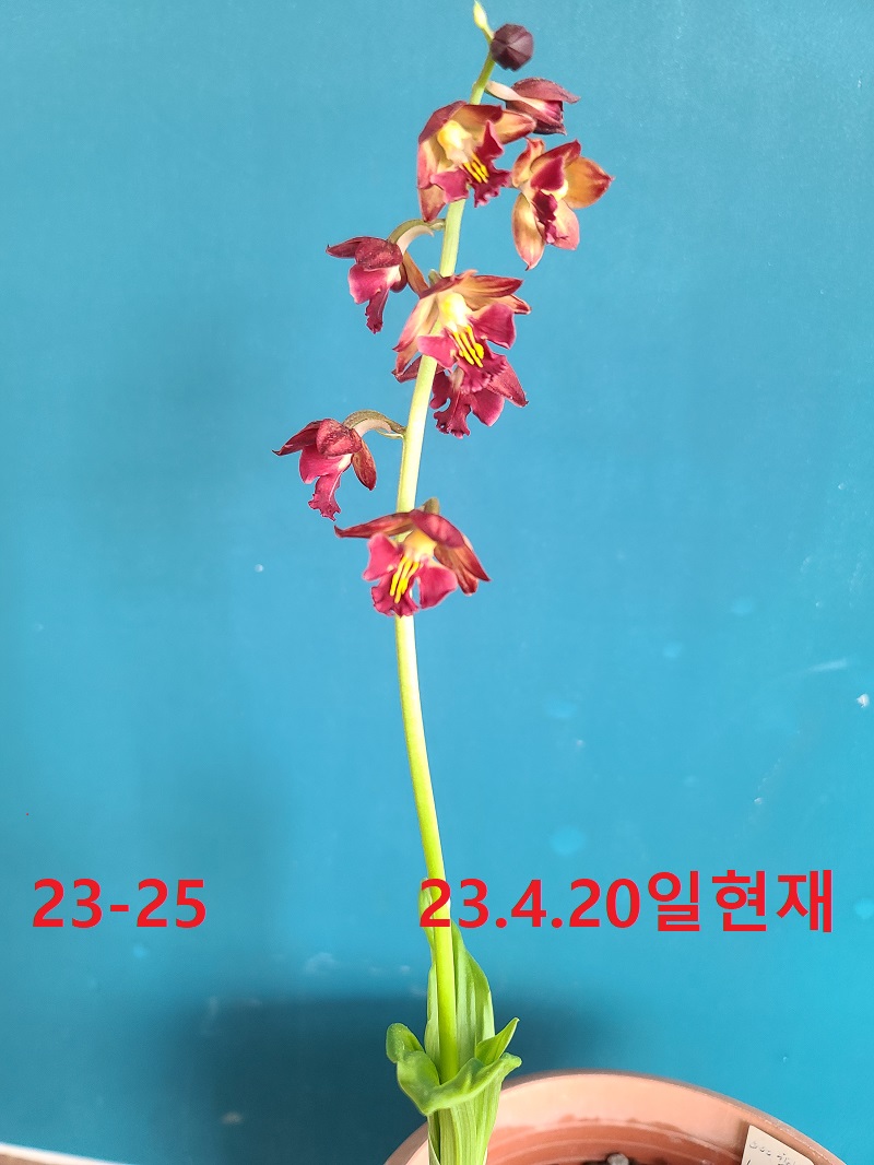 23-26 적판적설 일본새우란