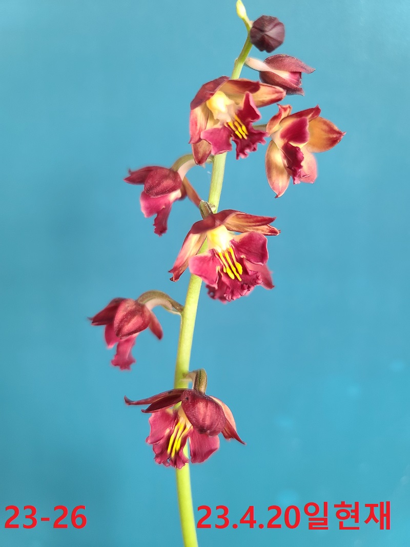 23-26 적판적설 일본새우란