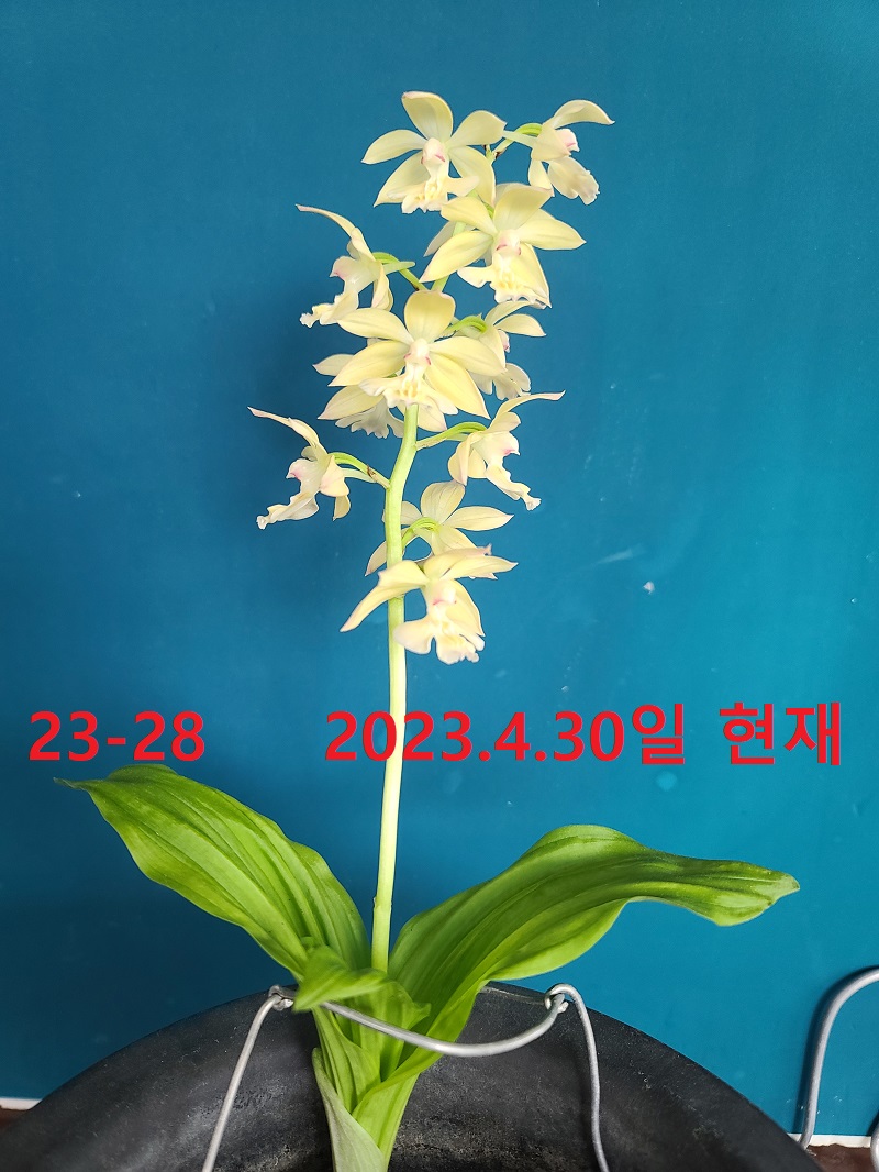 23-28 백화 일본새우란