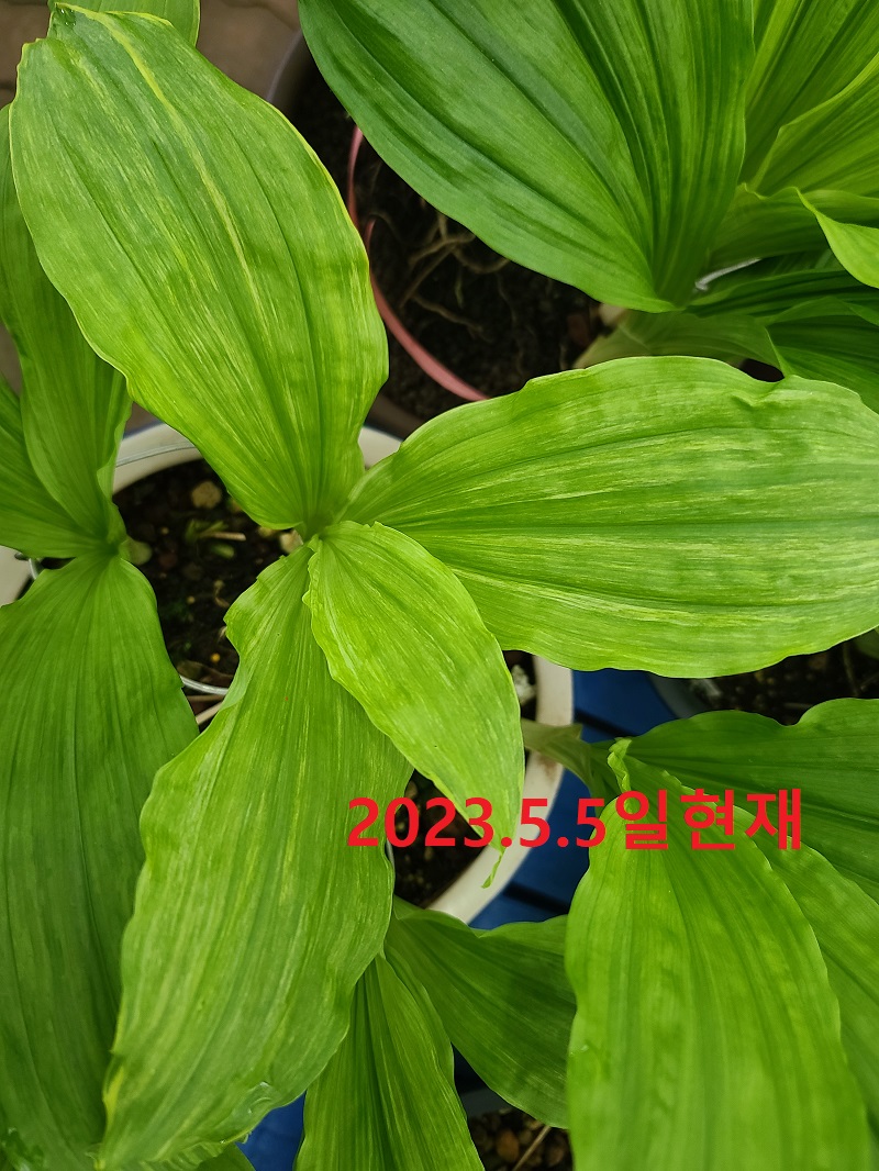 산반복륜 한국새우란