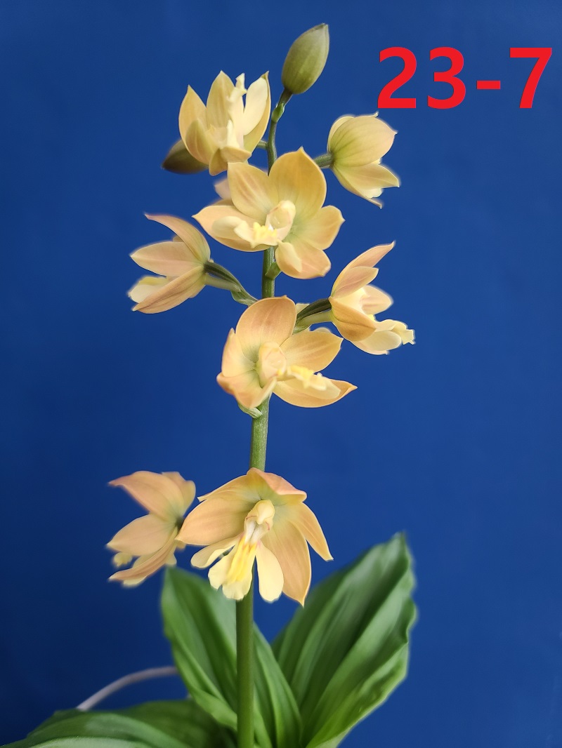 24-3 일본새우란