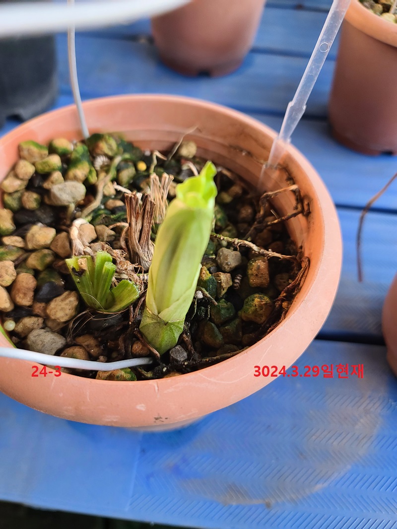 24-4 일본새우란