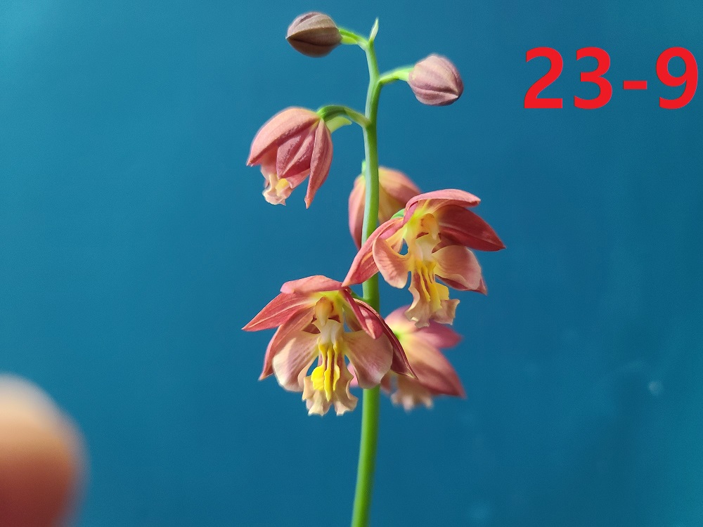 24-5일본새우란