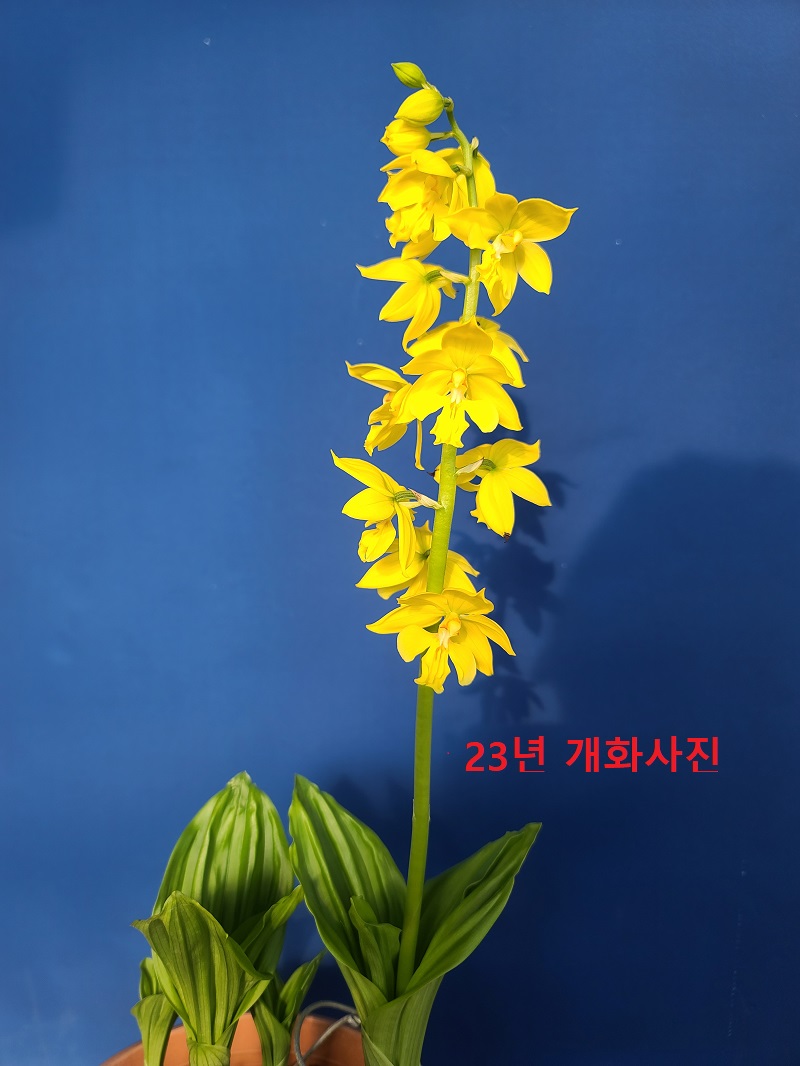 24-8 금새우란