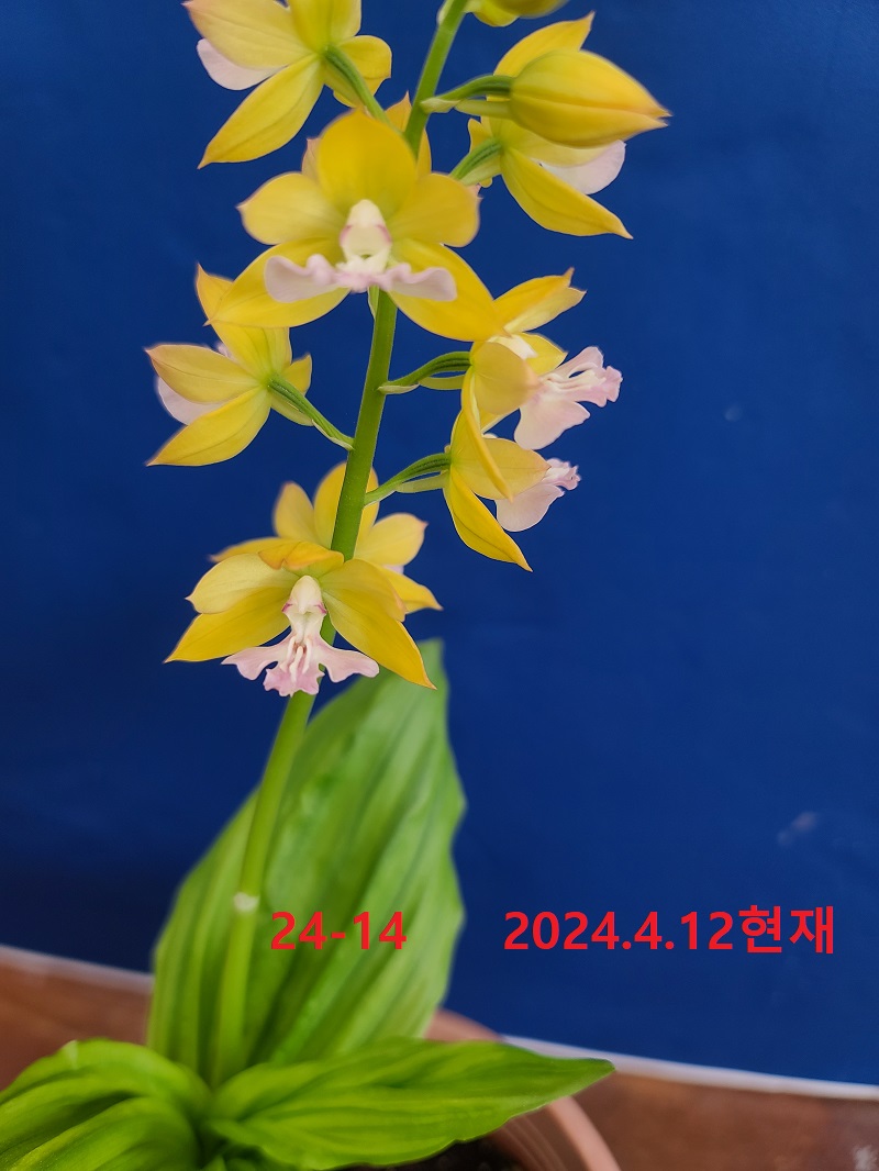 24-14 일본새우란 복색