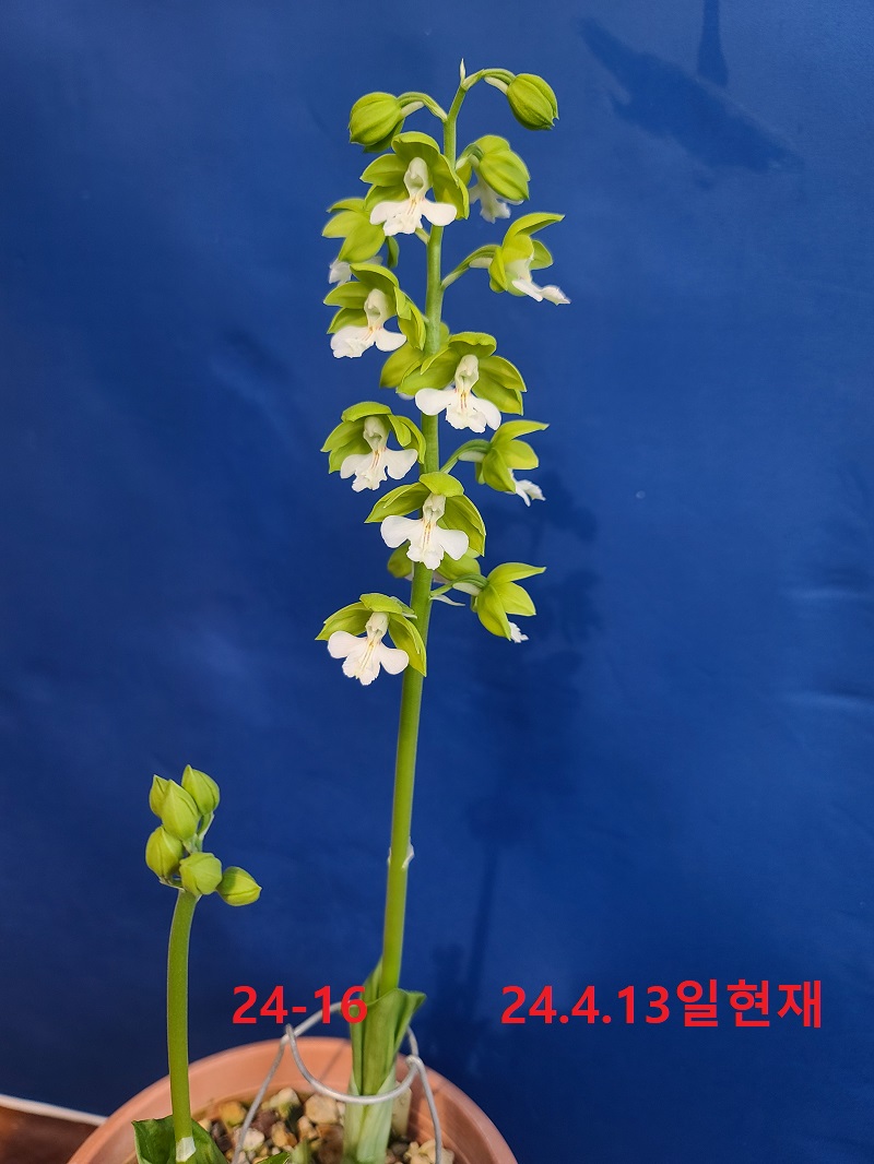24-16 녹판백설