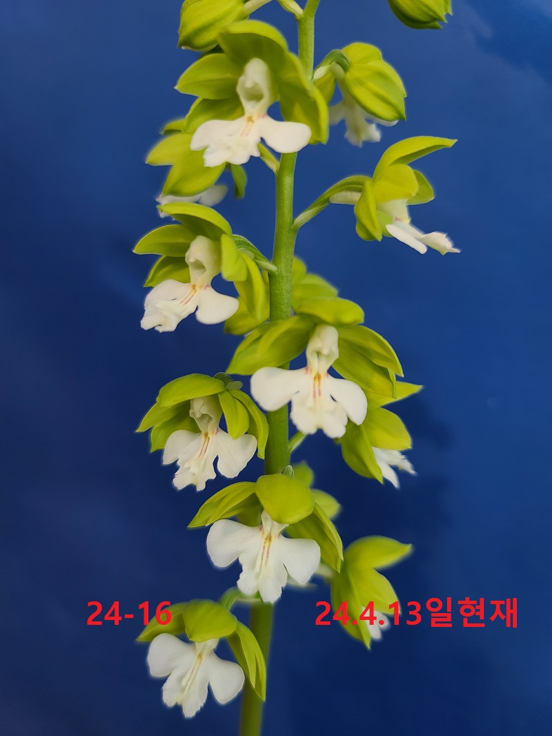 24-16 녹판백설