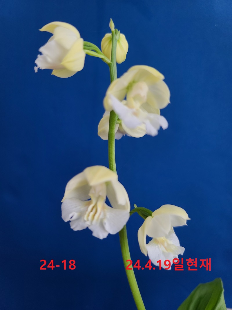 24-18 백화 일본새우란