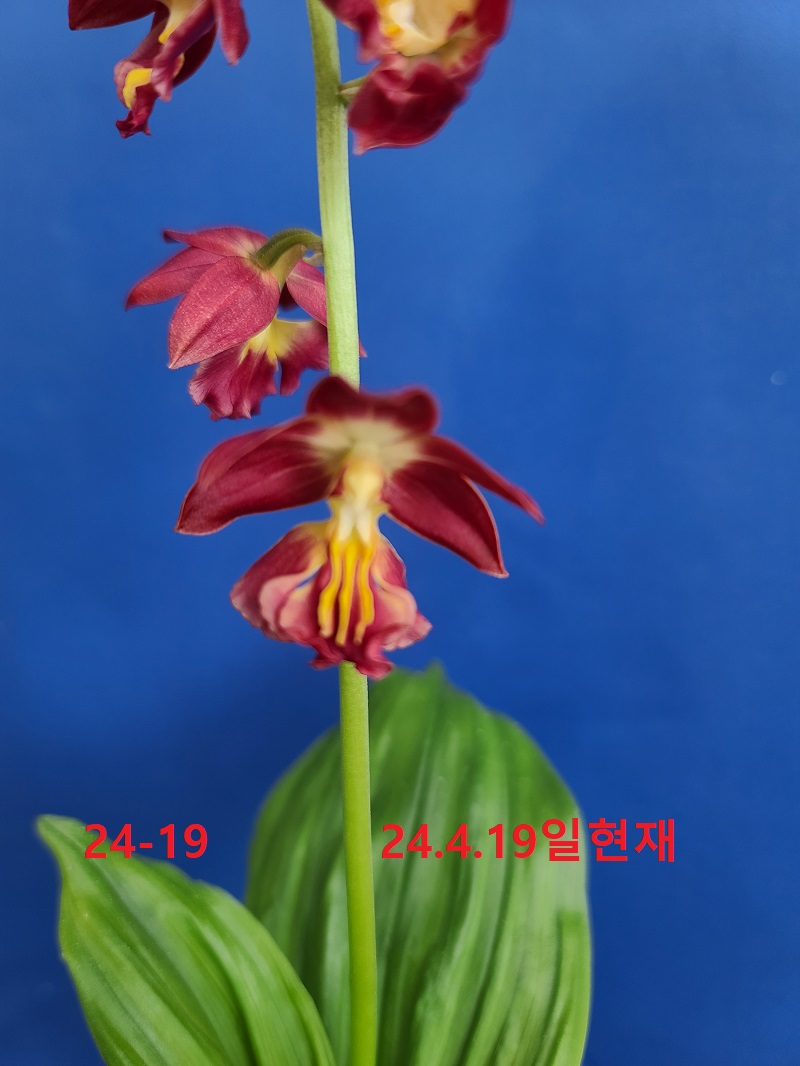 24-19 적판적설 일본새우란