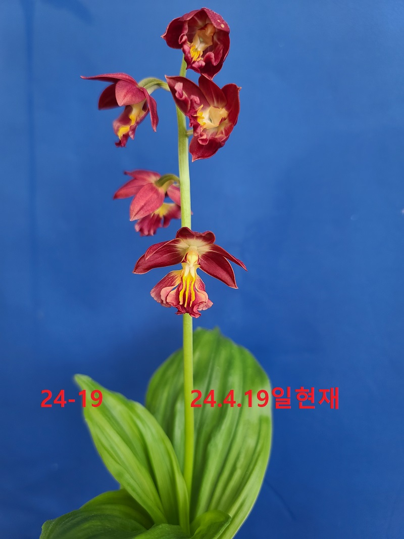 24-19 적판적설 일본새우란