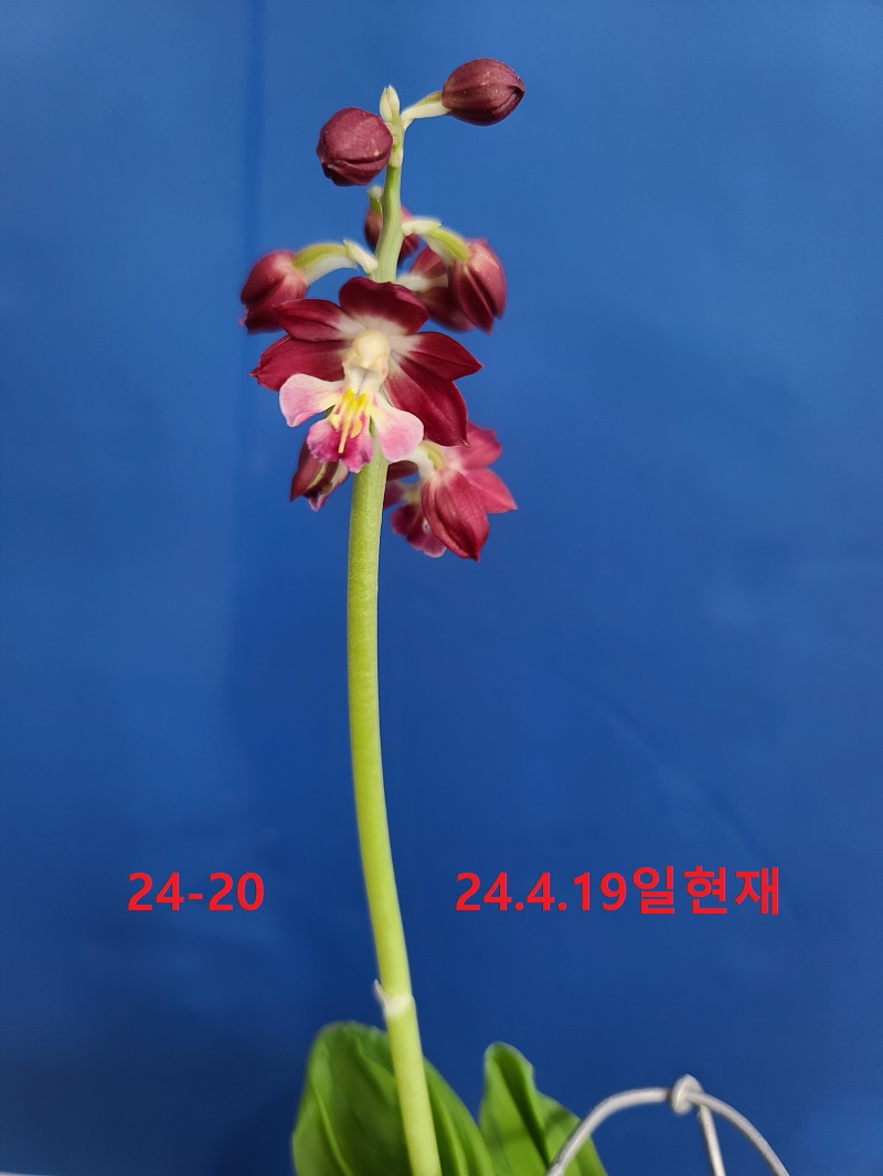 24-20 적판적설 일본새우란(2촉)