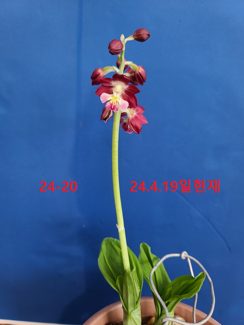 24-20 적판적설 일본새우란(2촉)