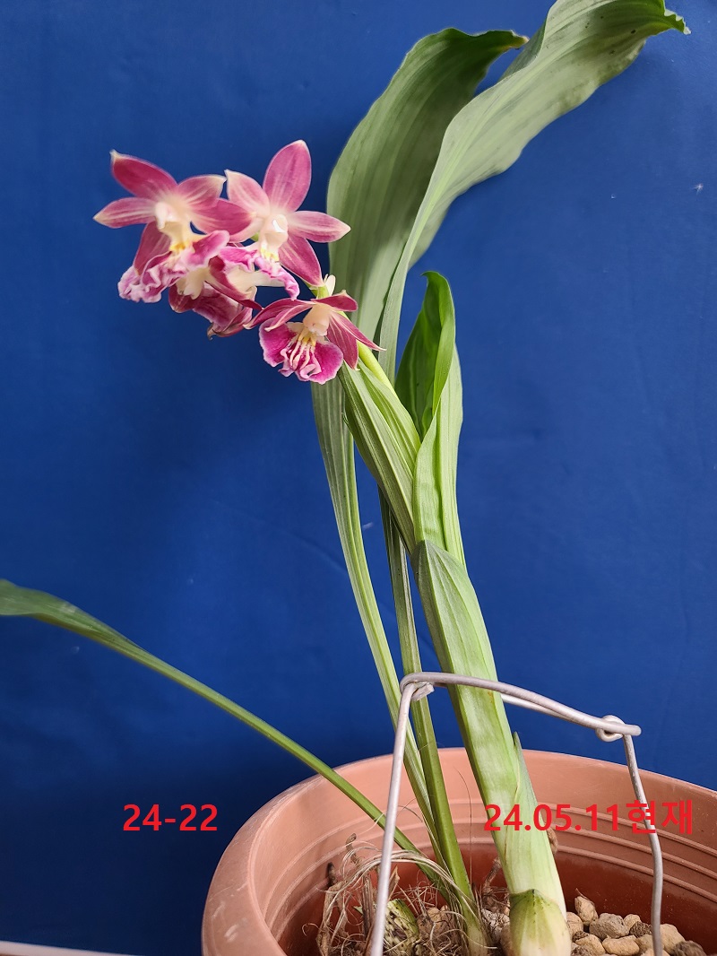 24-22 일본새우란