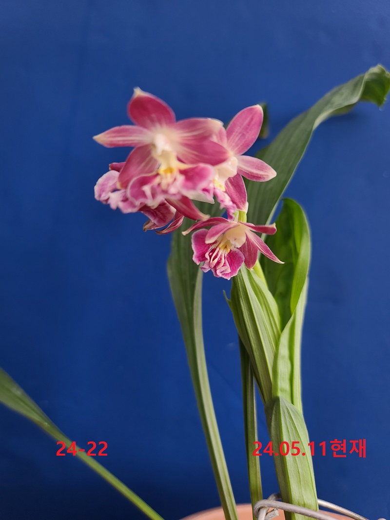 24-22 일본새우란