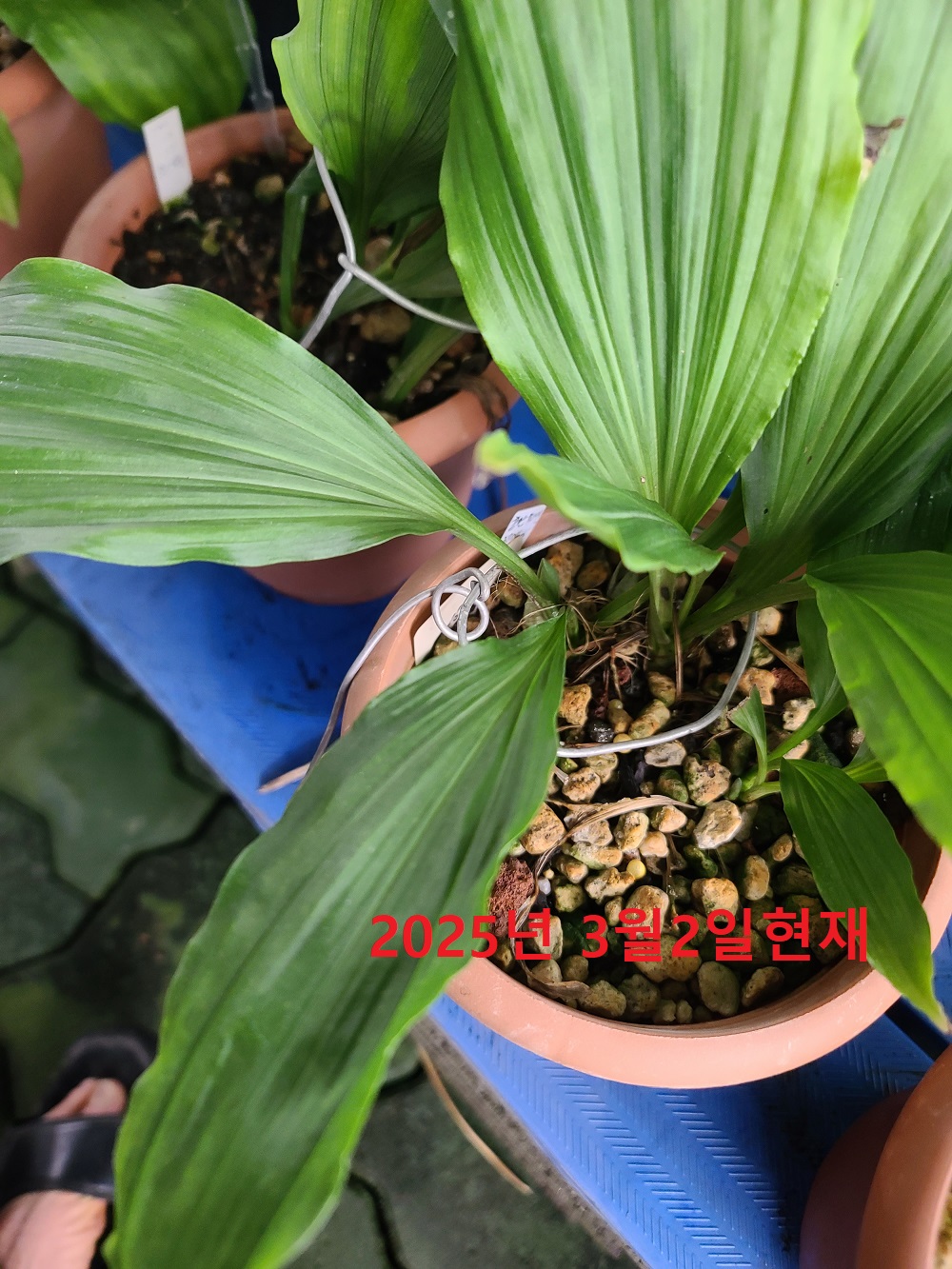 25-5적판황설