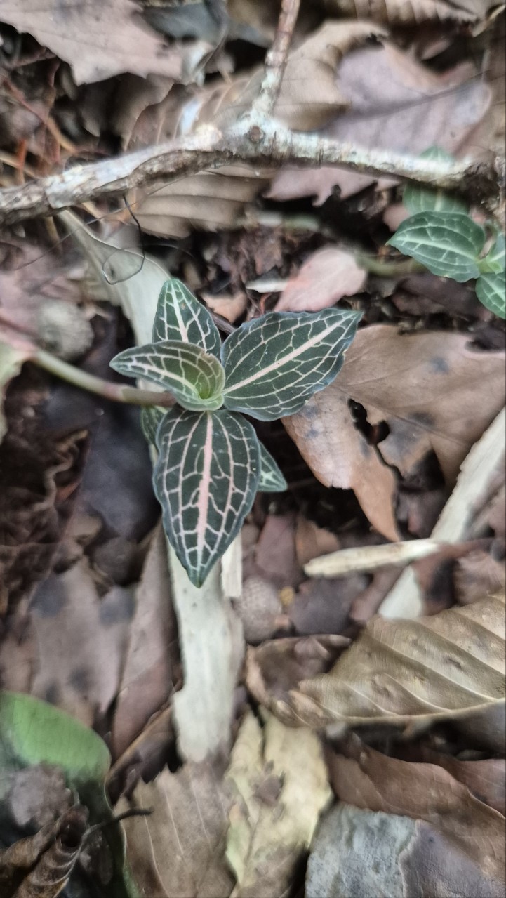 탐라사철란