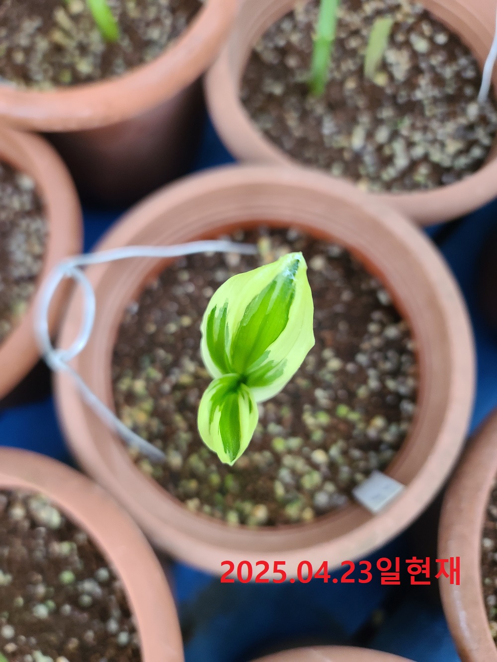 25-22 한국새우란복륜