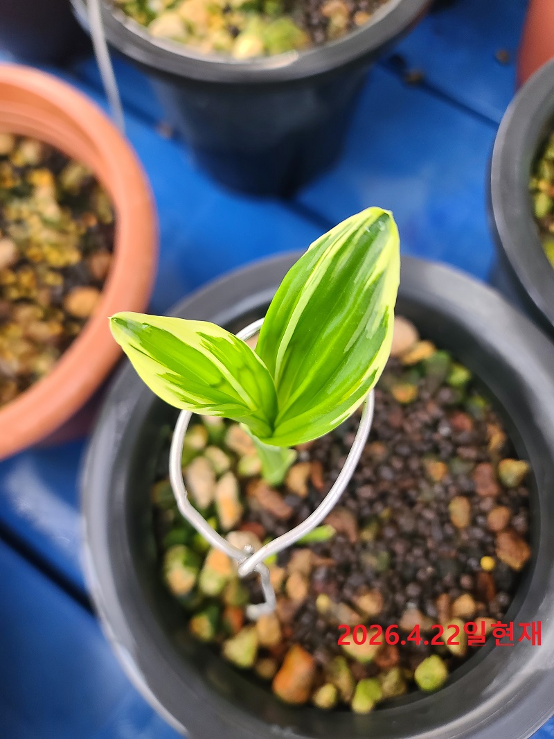 26-1 새우란복륜