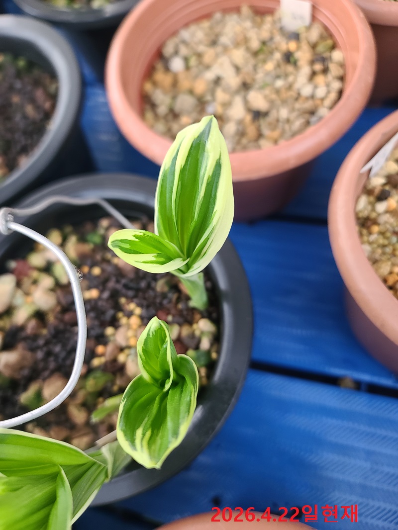 26-2 새우란 복륜