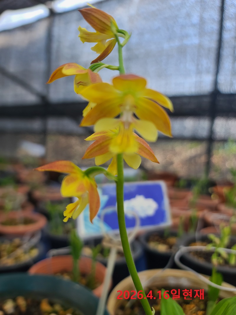 26-3 한라새우란