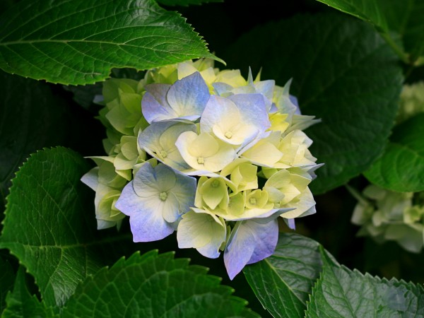 25c2dba69452bb72c11d45d5c818fcd4_1457325